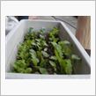 「カイワレ大根」順調～～♪（ ...