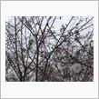 秋桜