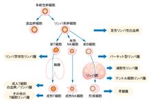 リンパ腫～