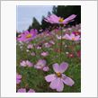 大宮花の丘農林公苑