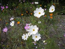 花に嵐のたとえもあるぞ　さよならだけが人生だ。