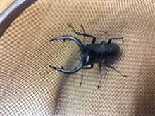 おやすみなさい。