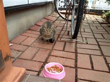ゴゴちゃん戻る！！