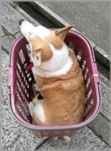 箱入り♪　籠入り♪