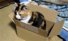 猫、また箱へ
