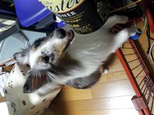 ビール党 ビール党