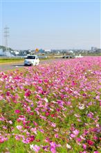 カールツァイスでコスモス撮