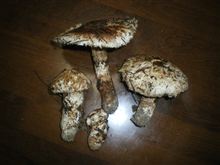 今日の成果・・・。おおー！！