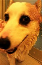 洗犬。。。野獣のカホリ