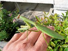 カマキリが集まり過ぎ