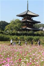 秋の法起寺。コスモス満開♪