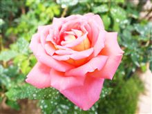 薔薇の季節･･･