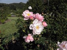 花咲きファームに久々に行ってみた