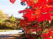 紅葉狩り♪