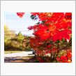 紅葉狩り♪