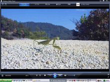 しょうもない動画シリーズ1・カマキリ