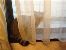 ゴゴちゃん戻る！！