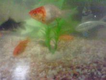 金魚すくい 金魚すくい
