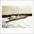 ヒメカマキリが再び現れる