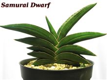 サンスベリア　サムライドワーフ (？) sansevieria Samurai Dwarf