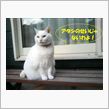 ネコふんじゃった