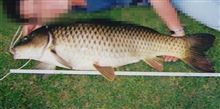 鯉釣り
