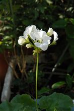 今日の花 今日の花