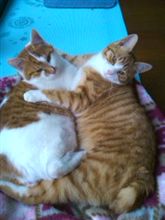 『ねこにっこり』