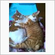 『ねこにっこり』