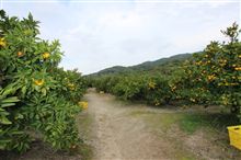 奈良県山の辺の道で「みかん狩り」満喫
