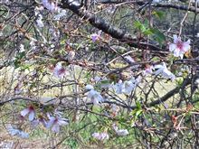 【10月27日】秋だけど、桜を見に行った。