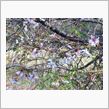 【10月27日】秋だけど、桜 ...
