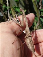 秋のカマキリ達