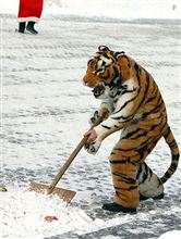 突然の積雪にお困りになった皆様、これ如何でしょう？…