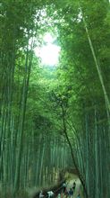 【ワルめーらの日本を歩く】京都嵐山渡月橋・天龍寺