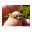 ヒメカマキリ三度現れる