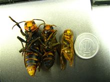 最後の大トリ
