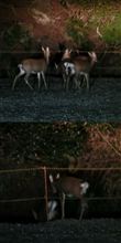 鹿の群れに遭遇(^^♪