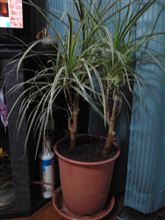 今日で満18歳の観葉植物