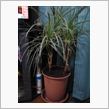 今日で満18歳の観葉植物