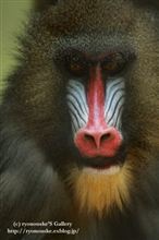 マントヒヒかと思った。