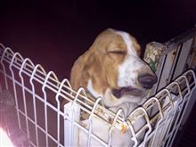 眠いのかなぁ。