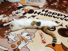 少し前進したけど〜おはです！