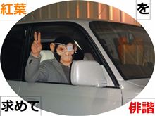 紅葉を求めて徘徊しました！