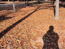立冬にいつもの公園で紅葉を愛でる 立冬にいつもの公園で紅葉を愛でる