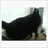 ネコはうろつき始めた～