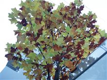 春は桜、夏は満天の星空