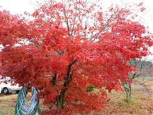 紅葉(@_@)