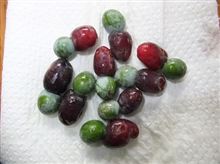 イヌマキの実、収穫！