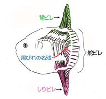 マンボウ